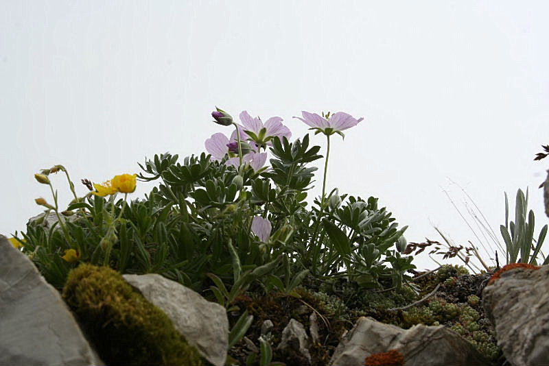 Geranium argenteum / Geranio argentino
